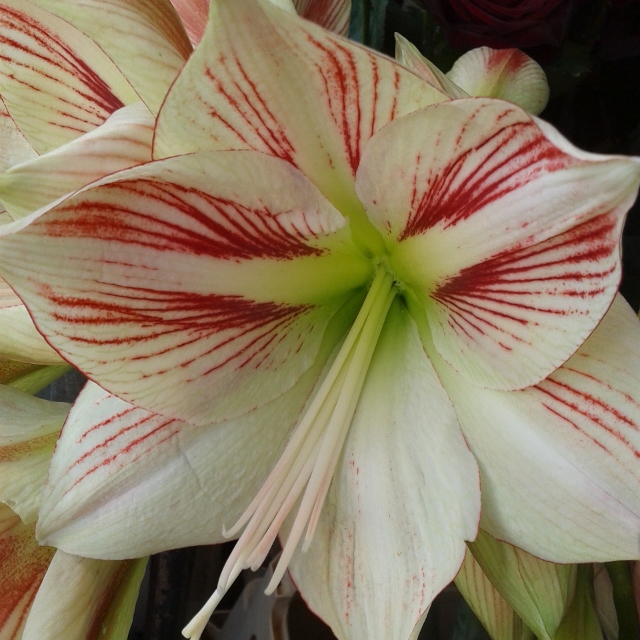 alternative wedding ideas, amaryllis flowers