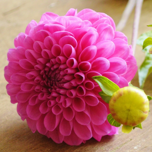 Dahlia, pink wedding flowers