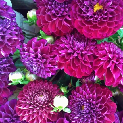 Dahlia, purple wedding flowers