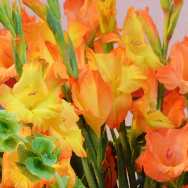 Gladioli colourful alternative wedding flowers