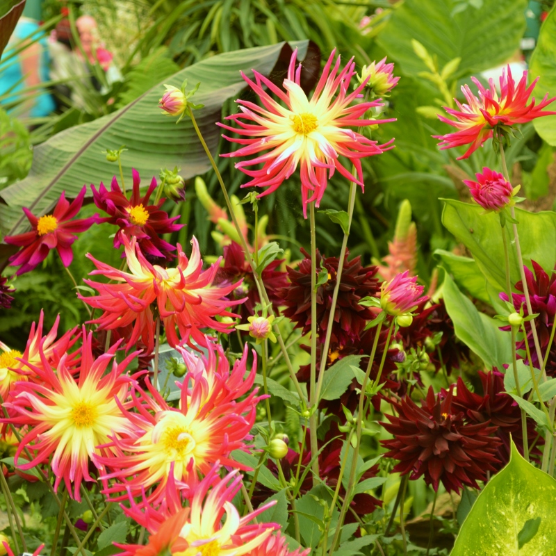 dahlia flower, alternative colourful wedding flowers