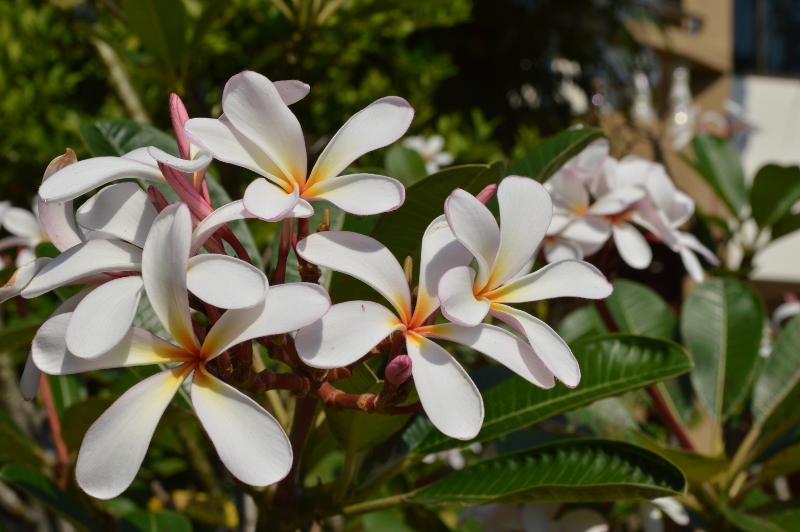 Frangipani wedding flowers