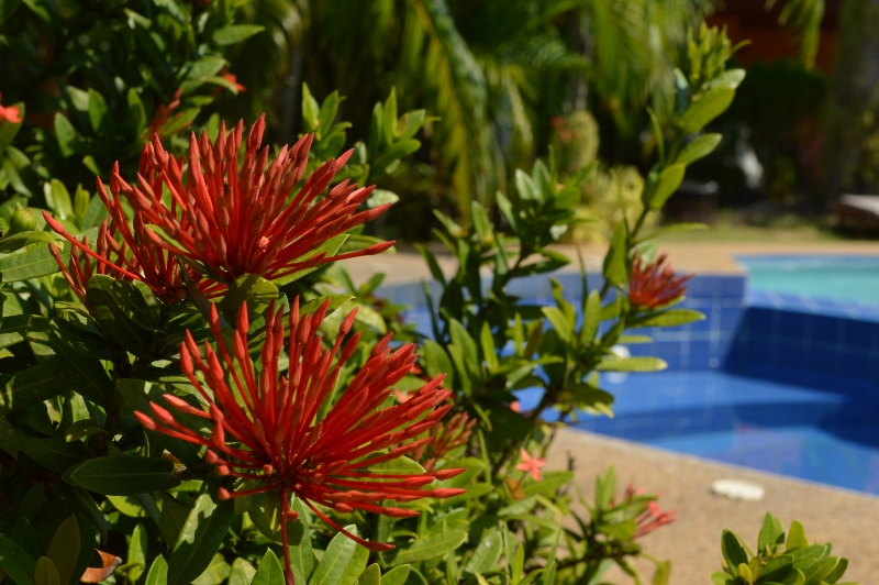 Red tropical flowers 