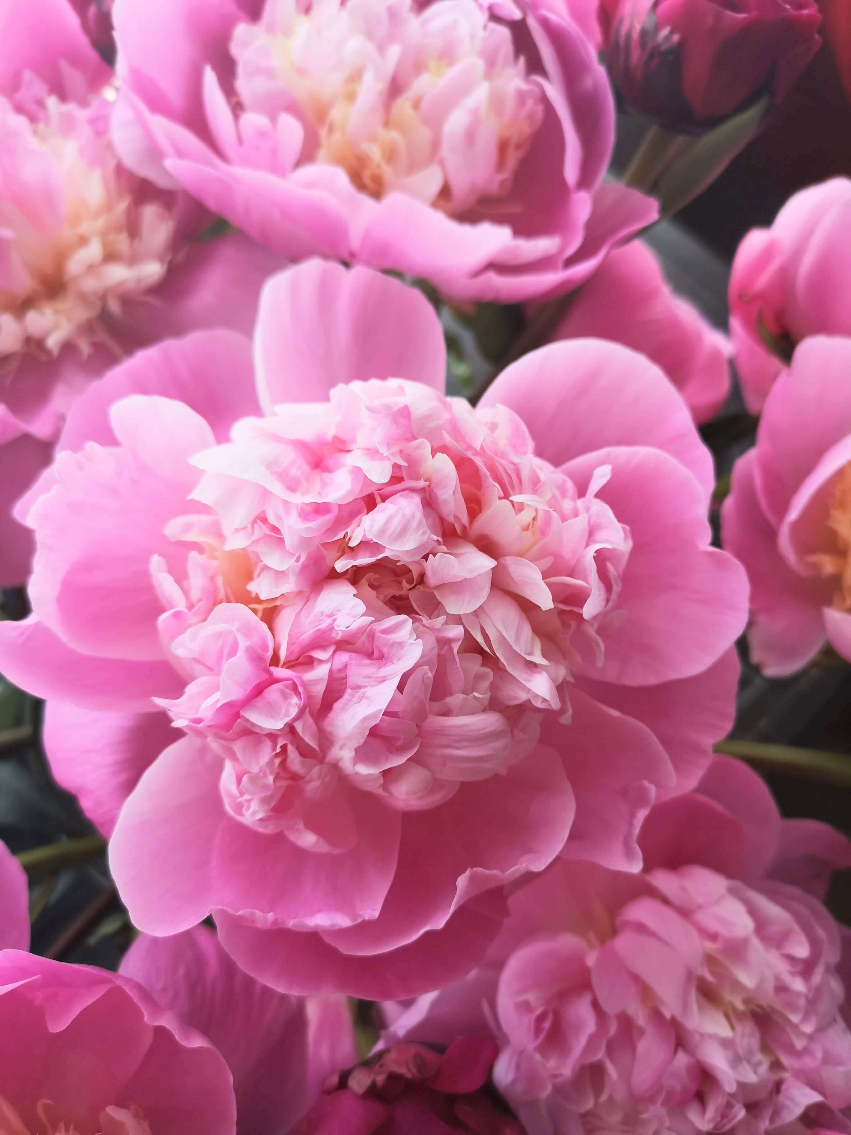 Open peonies at Glynde Place, Lewes wedding