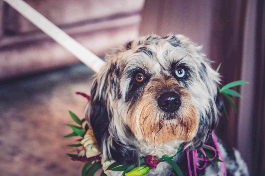 dog flower collar at pelham house wedding in sussex