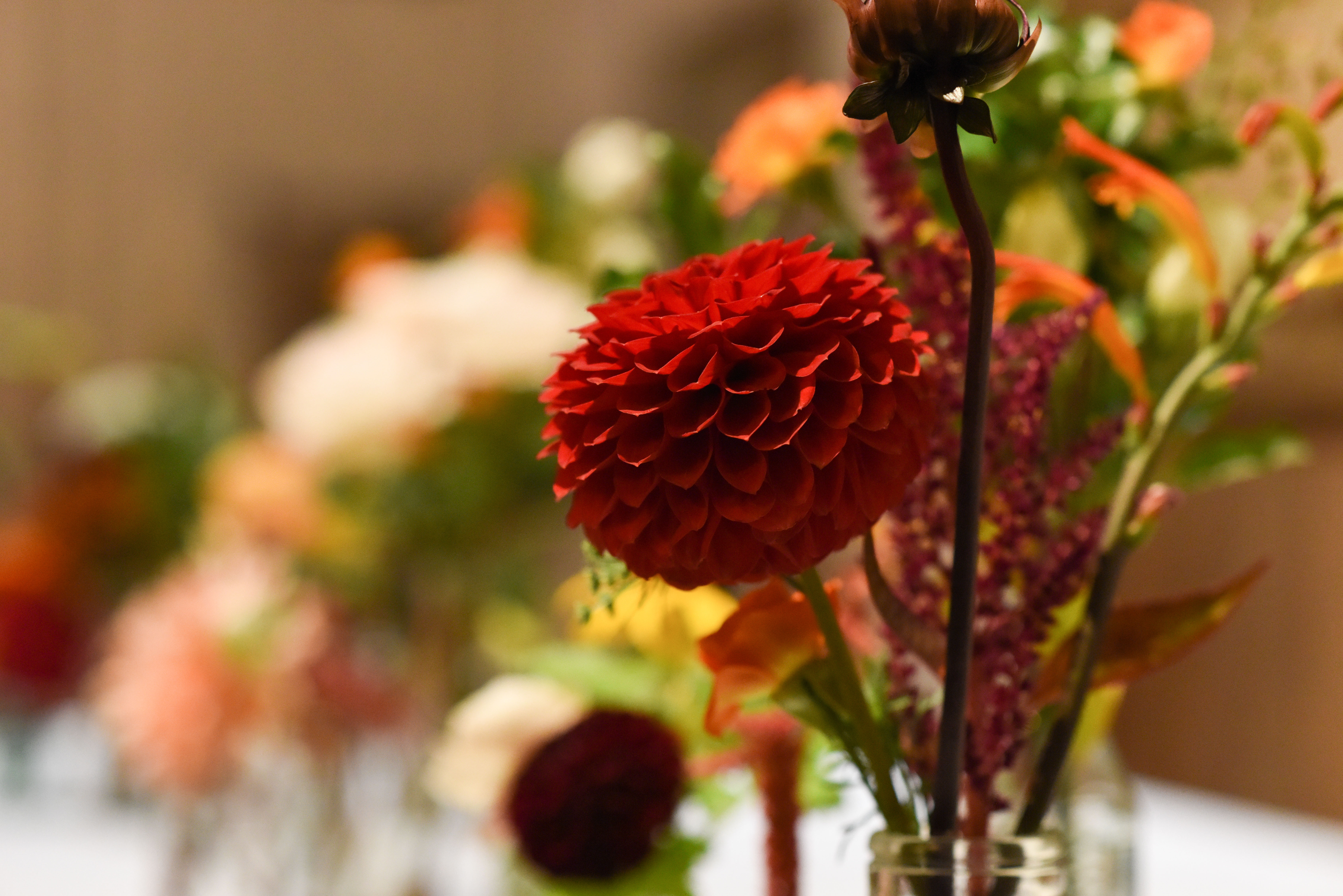 autumn red and orange dahlias at pangdean barn